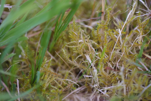 Square Gooseneck Moss
