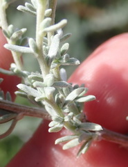 Eriocephalus racemosus racemosus