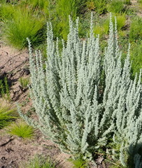 Eriocephalus racemosus racemosus