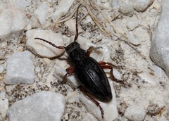 Dorcadion catenatum