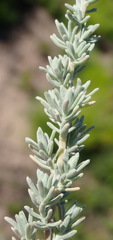 Eriocephalus racemosus racemosus