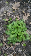 Ficaria verna bulbilifera