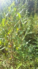 Salix udensis