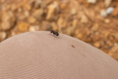 Camponotus dumetorum