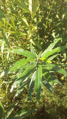 Salix udensis, photograph 2