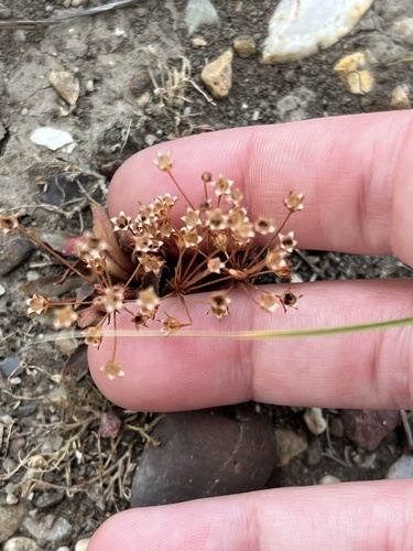 Androsace septentrionalis, 2026-08-24