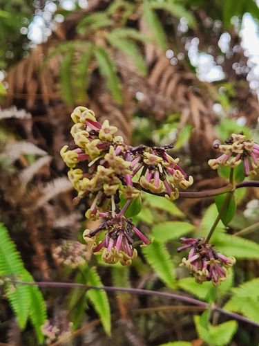 Kadua centranthoides observed 2026-08-25