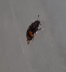 Glischrochilus grandis