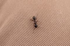 Camponotus dumetorum