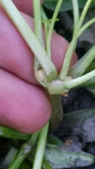 Ficaria verna bulbilifera