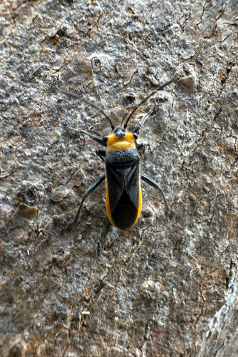 Scopiastes observed 2026-08-26