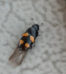 Glischrochilus grandis