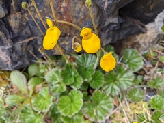 Calceolaria biflora
