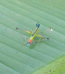 Eumastax salazari