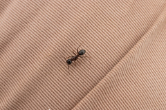 Camponotus dumetorum