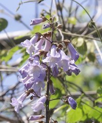 Paulownia tomentosa