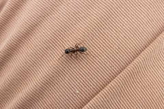 Camponotus dumetorum