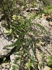 Astragalus tennesseensis