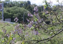 Paulownia tomentosa