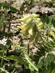 Astragalus tennesseensis
