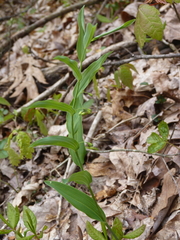 Polygonatum biflorum biflorum