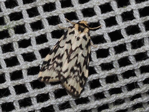 Goniosema anguliscripta