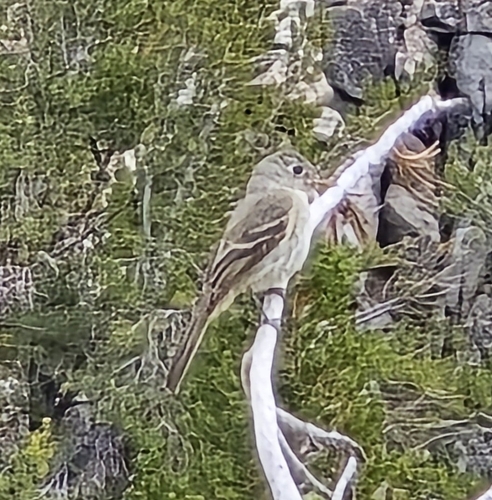 iNaturalist observation photo of Dusky Flycatcher