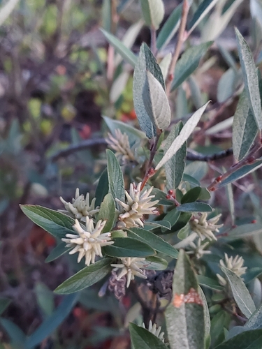 Salix brachycarpa, photograph 2