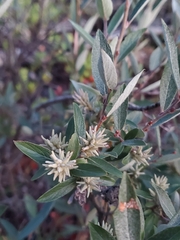 (c) J Straka, some rights reserved (CC BY) Salix brachycarpa, photograph (c) J Straka, some rights reserved (CC BY)