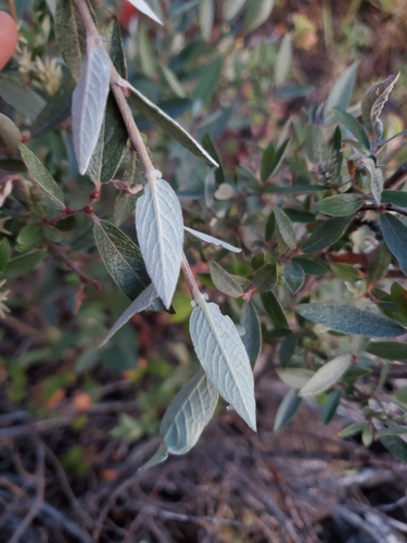 Salix brachycarpa, photograph 3
