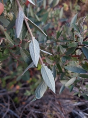 (c) J Straka, some rights reserved (CC BY) Salix brachycarpa, photograph (c) J Straka, some rights reserved (CC BY)