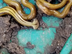 Diversibipalium multilineatum