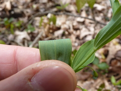 Polygonatum biflorum biflorum