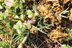 Acrossus luridus