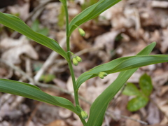 Polygonatum biflorum biflorum