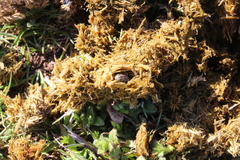 Acrossus luridus