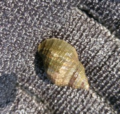 Stramonita biserialis