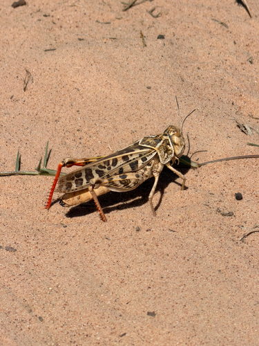 Red-shanked Grasshopper