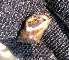 Stramonita biserialis