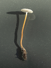 Strobilurus tenacellus