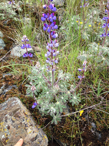 shaggyhair lupine (Lupinus spectabilis)