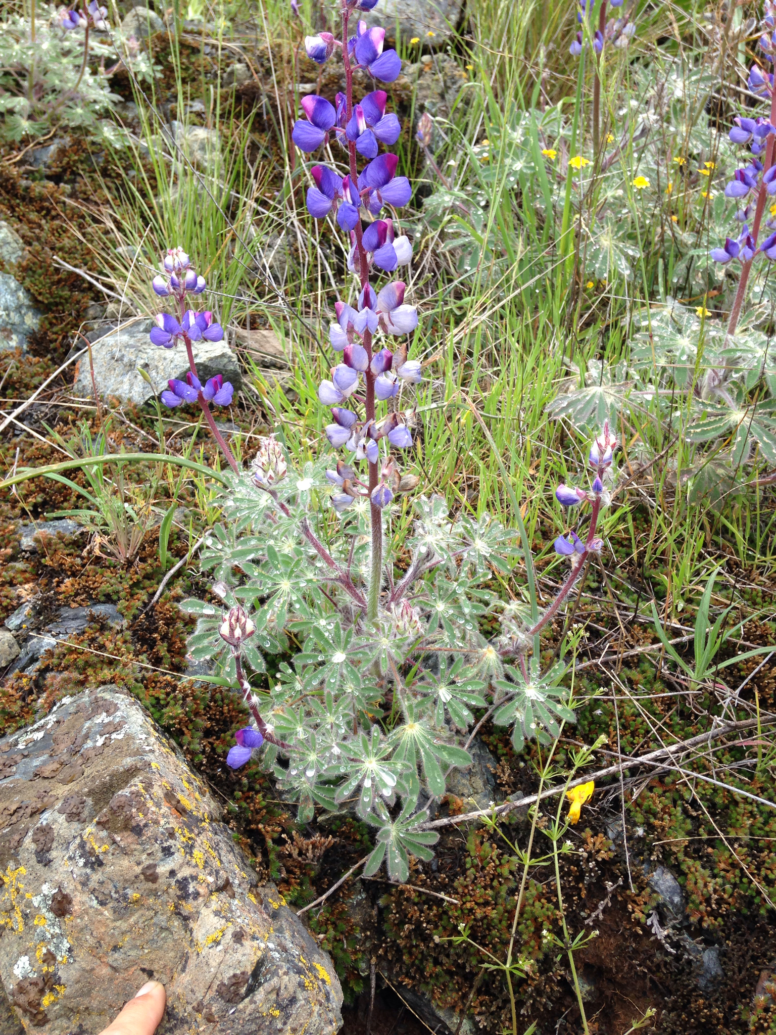 Lupinus spectabilis