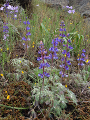 Lupinus spectabilis