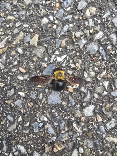 Appendiculate Carpenter Bee