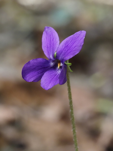 Sweet violet