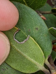Arctostaphylos rudis