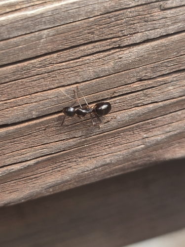 Camponotus kiusiuensis