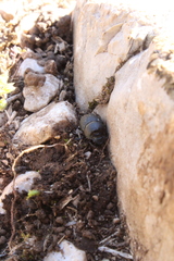 Onthophagus verticicornis