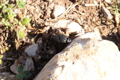 Onthophagus verticicornis