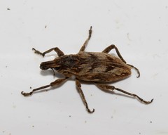 Coniocleonus pseudobliquus